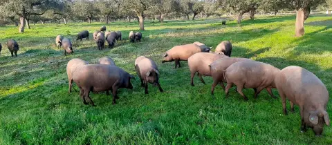 Cerdos ibéricos en la dehesa de encinas y alcornoques