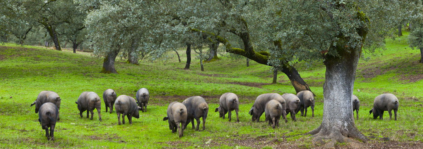 ¿Cuáles son las diferencias entre jamón ibérico y serrano?