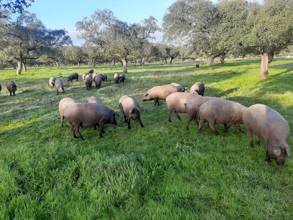 la-dehesa