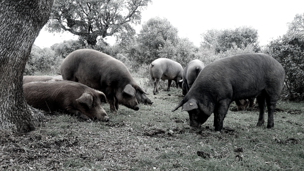 historia-del-jamon-iberico