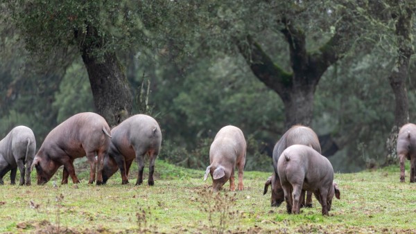 alimentacion-de-los-cerdos-ibericos